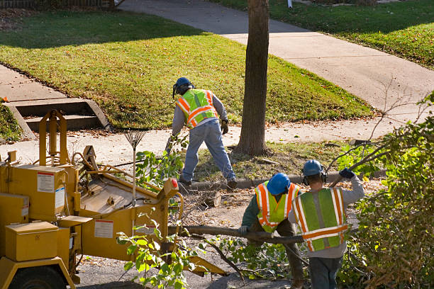 Best Stump Grinding and Removal  in Clarkston, WA